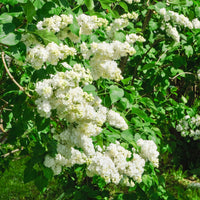 Lilas double blanc - Syringa vulgaris Madame Lemoine - Bakker