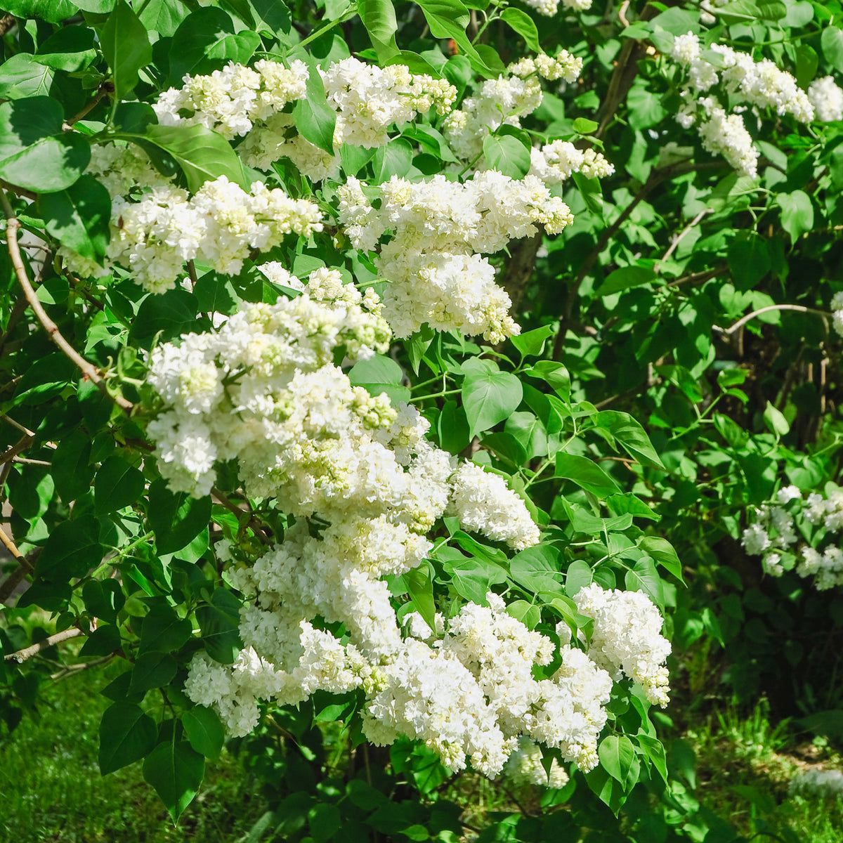 Lilas double blanc - Syringa vulgaris Madame Lemoine - Bakker