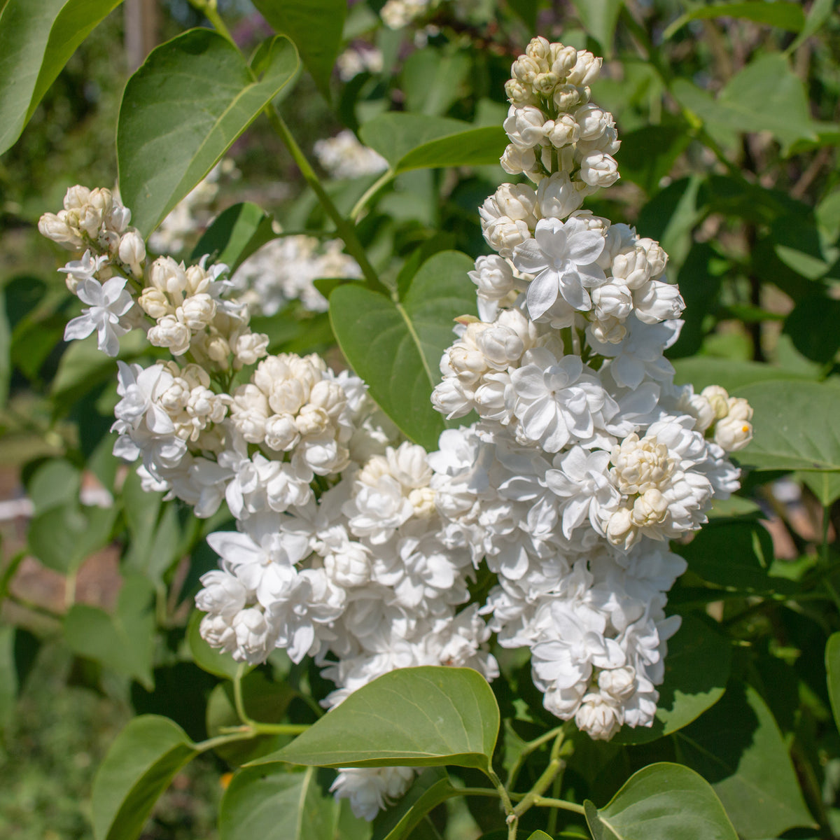 Lilas double blanc - Bakker