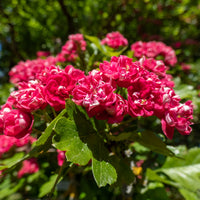 Plantes de terrasses et balcons - Aubépine rouge - Crataegus laevigata paul's scarlet