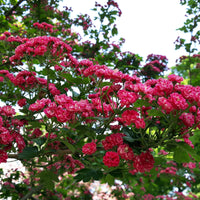 Crataegus laevigata paul's scarlet - Aubépine rouge - Plantes de terrasses et balcons