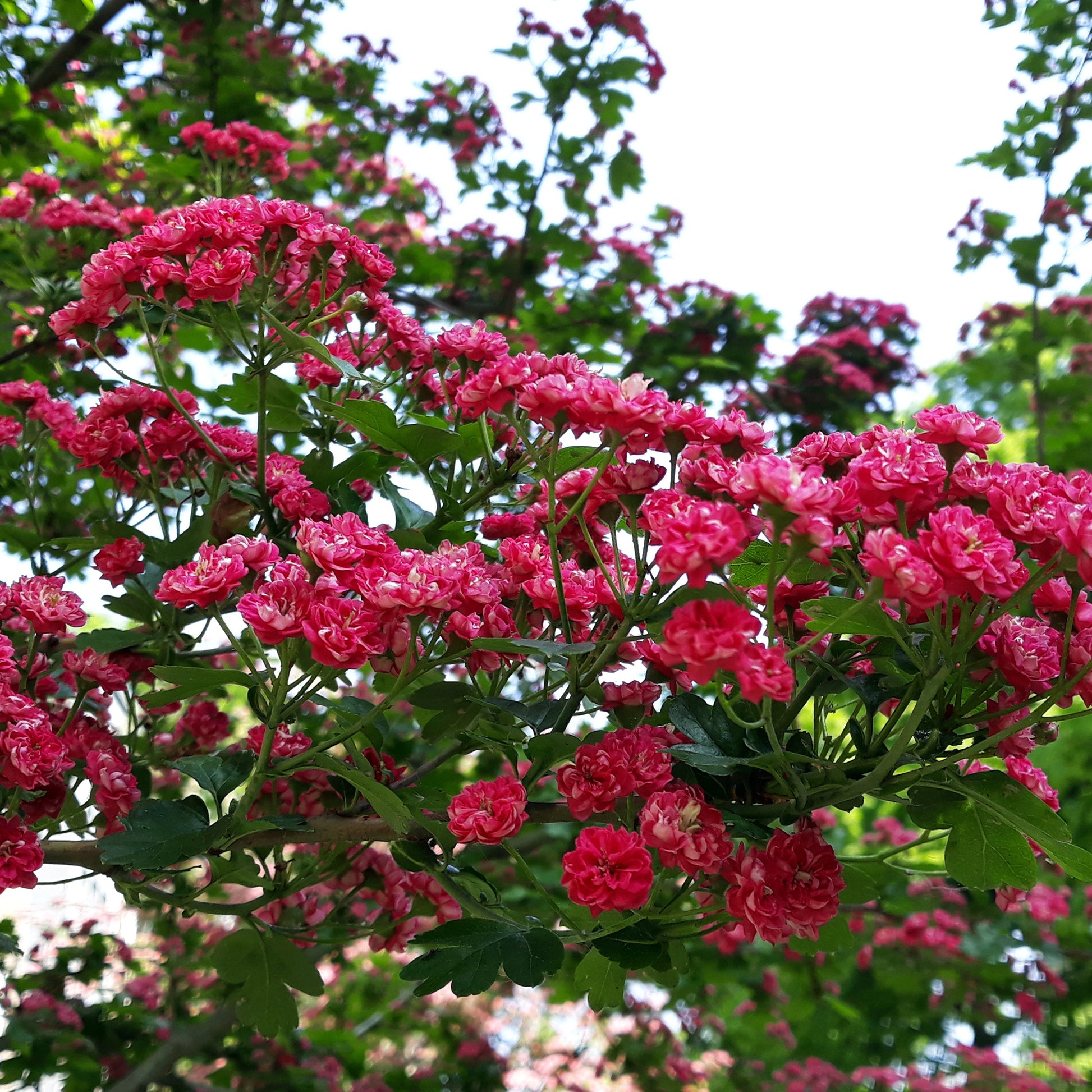 Bakker - Aubépine rouge - Crataegus laevigata paul's scarlet