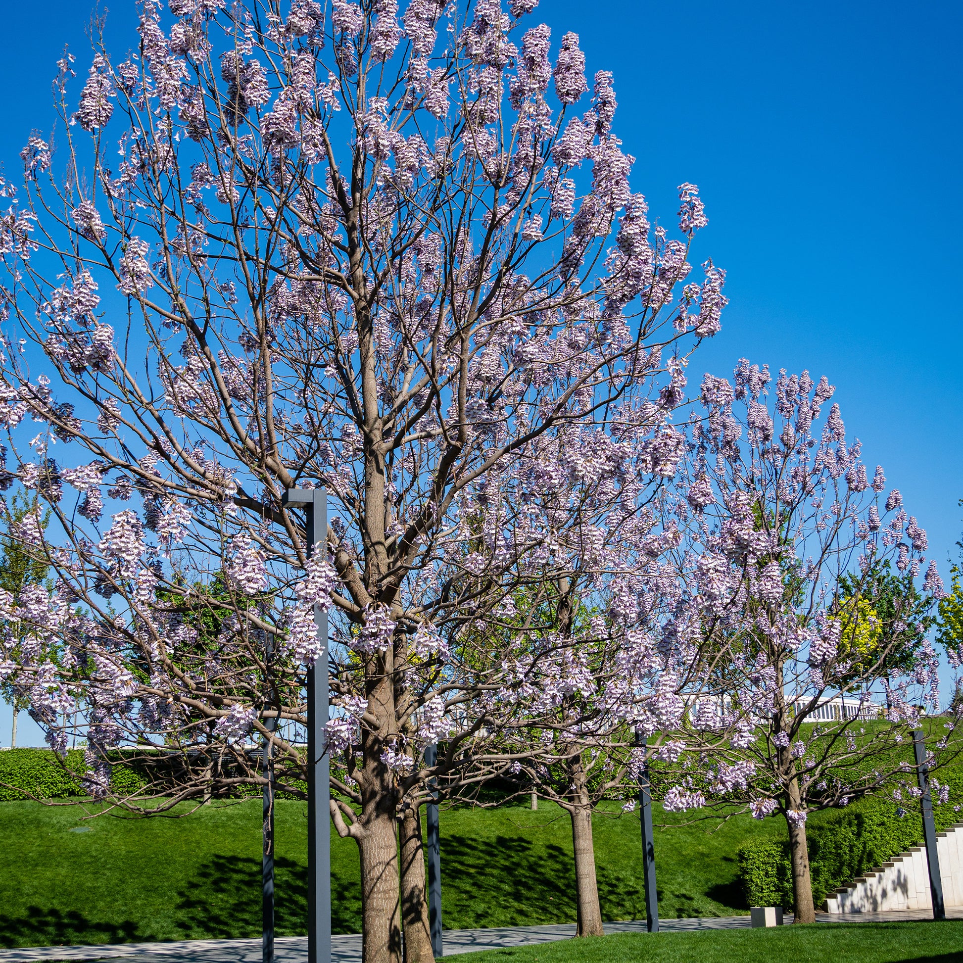 Bakker - L'Arbre impérial - Paulownia tomentosa - Plantes d'extérieur