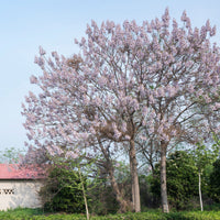 Paulownia tomentosa - L'Arbre impérial- Paulownia - Paulownia