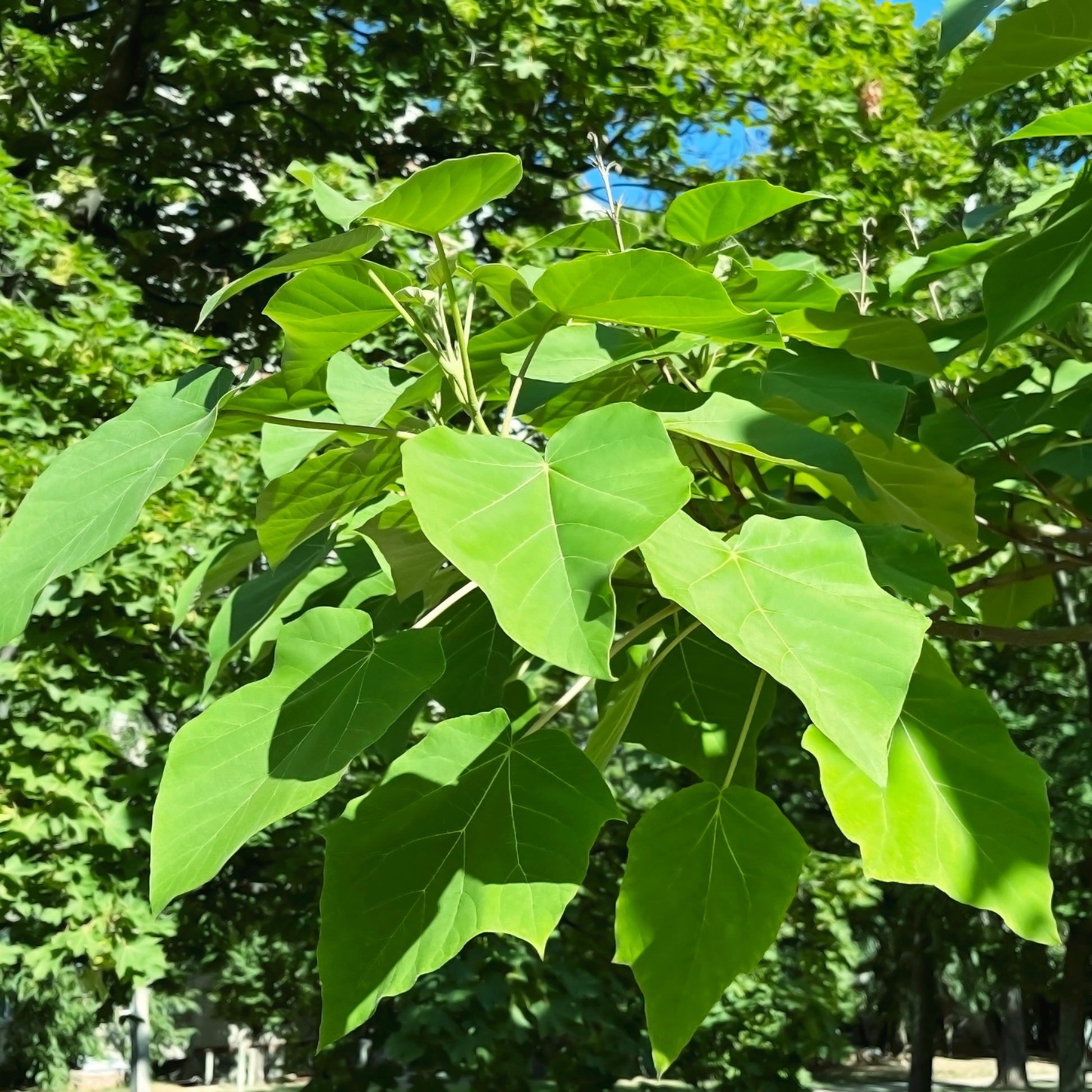 Bakker - L'Arbre impérial - Paulownia tomentosa - Arbustes et vivaces