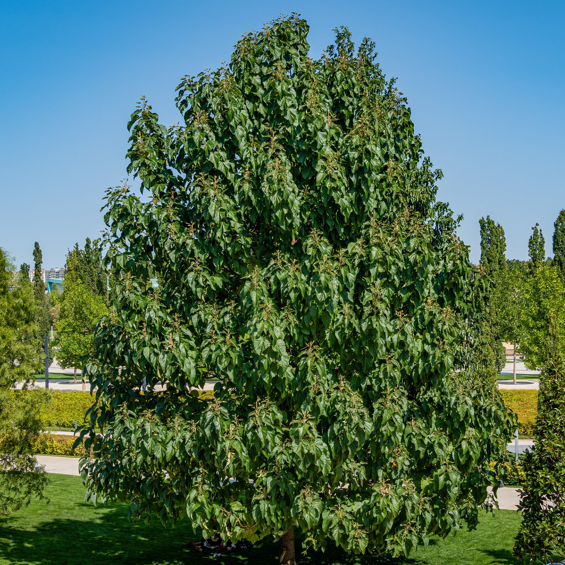 Bakker - L'Arbre impérial - Paulownia tomentosa - Arbustes et vivaces