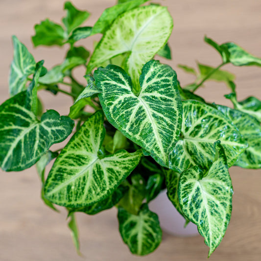 Syngonium panaché Patte d'oie - Bakker