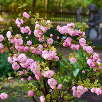 Amandier à fleurs sur tige