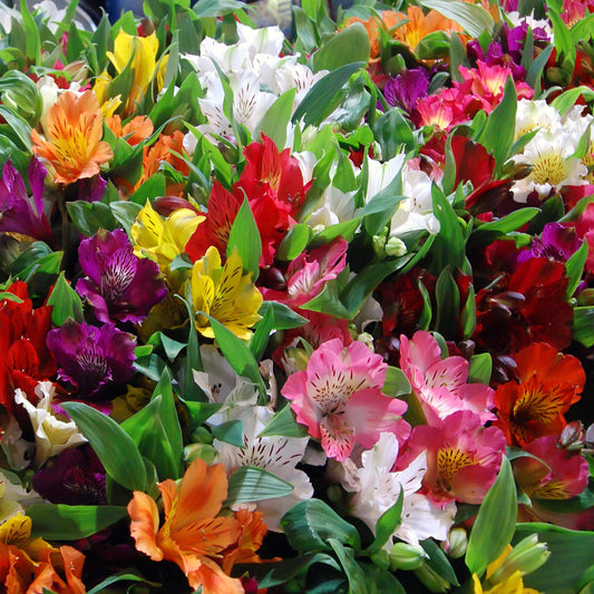 3 Lys des incas en mélange - Bakker