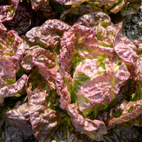 Collection de 6 mois de salades - Collection 6 mois de laitues (grosse blonde, tremont, merveille des 4 - Bakker