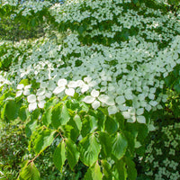 Cornouiller du Japon