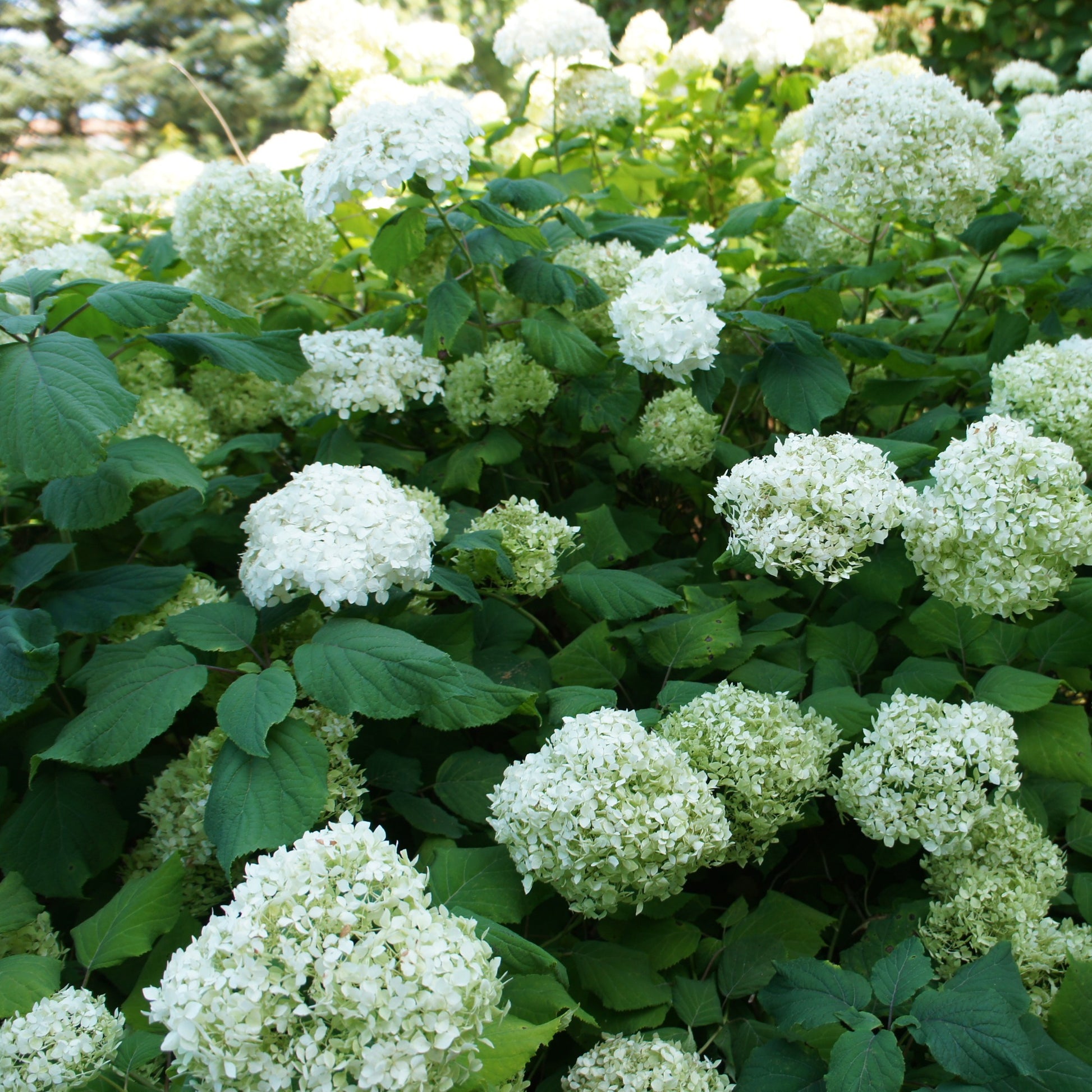 Collection d'Hortensias pour massifs et haies fleuris - Bakker.com | France