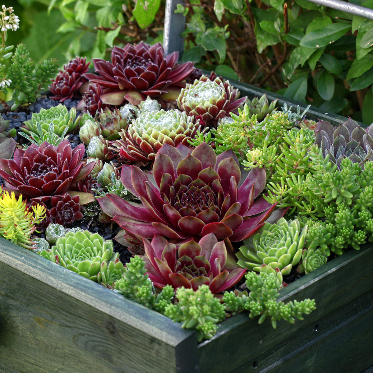 Sempervivum - 6 Joubarbes en mélange - Sempervivum - Joubarbe