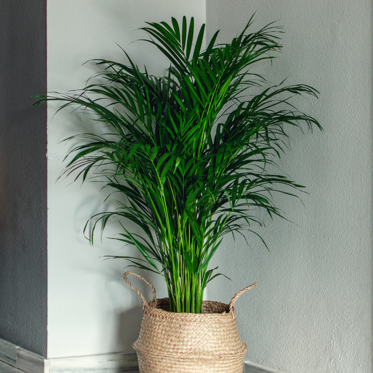 Plantes d'intérieur - Areca - Palmier d'intérieur - Dypsis lutescens