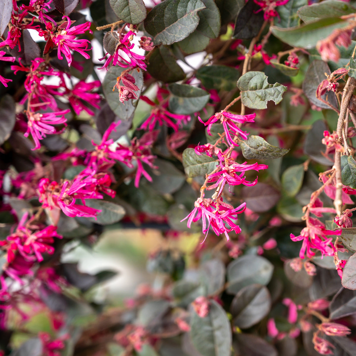 Loropetalum chinense Black Pearl - Loropétale Black Pearl - Plantes de terrasses et balcons