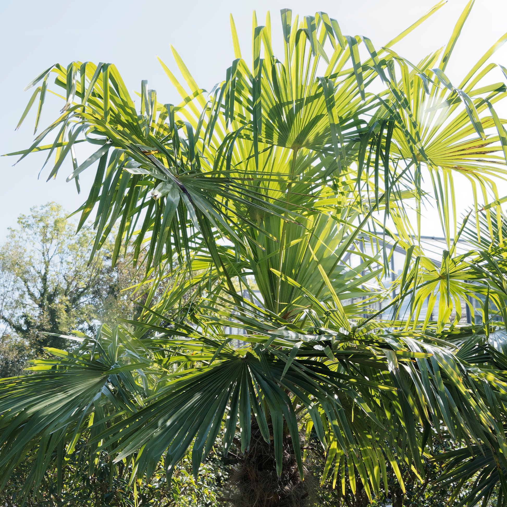 Bakker - Palmier de Chine - Trachycarpus fortunei - Palmiers
