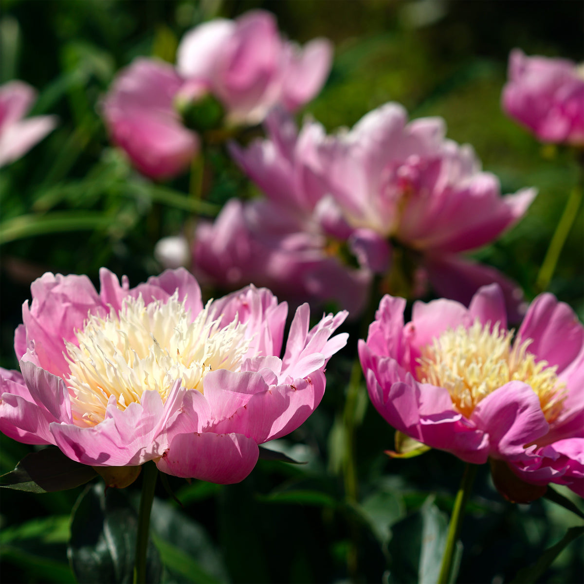 Paeonia Fantastic - Pivoine 'Fantastic' - Pivoines