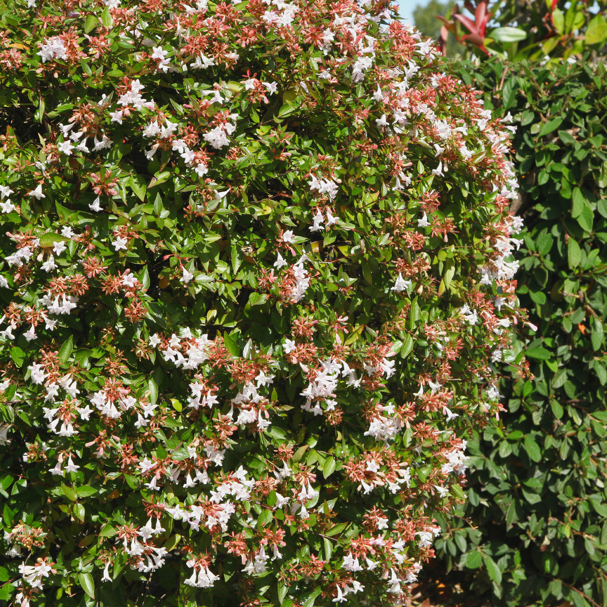 Abélia à grandes fleurs - Abelia grandiflora - Bakker