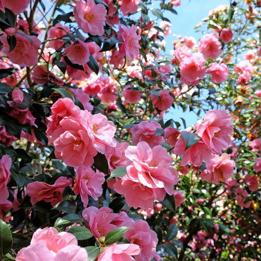 Camélia du Japon à fleurs doubles roses - Bakker