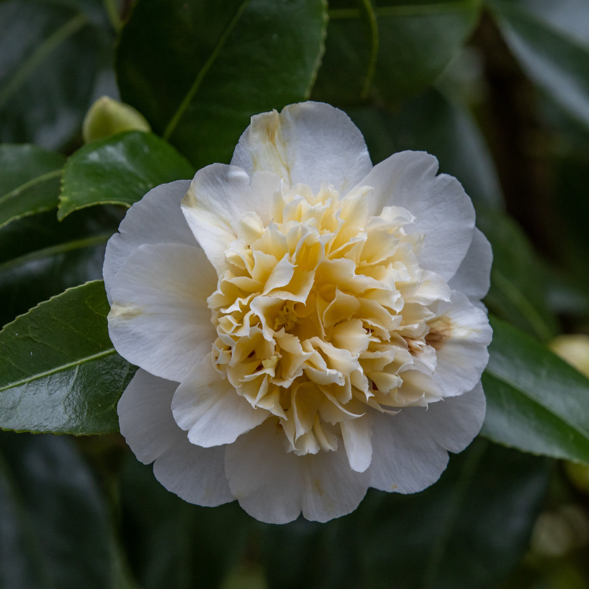 Camélia du Japon à fleurs doubles blanches - Bakker