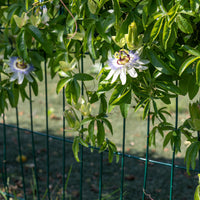 Bakker - Passiflore bleue - Passiflora caerulea