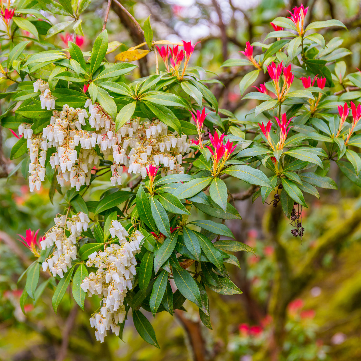 Pieris Forest flame - Pieris japonica Forest Flame - Bakker
