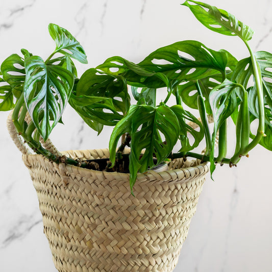 Philodendron Monstera Monkey Mask - Bakker