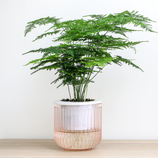 Asperge des fleuristes - Bakker