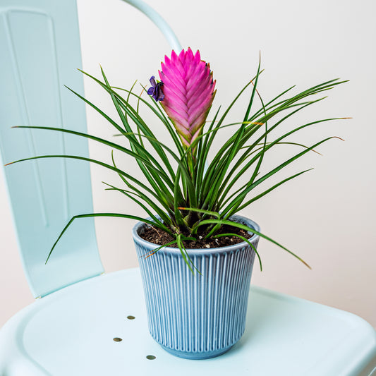 Tillandsia bleu - Bakker