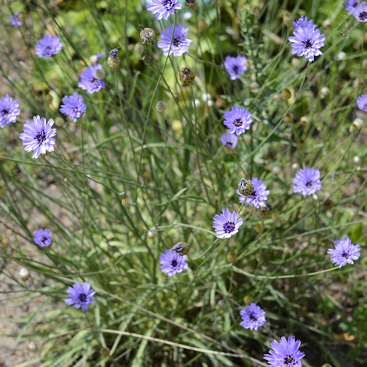 Catananche caerulea - Catananche bleue - Cupidone - Vivaces fleuries
