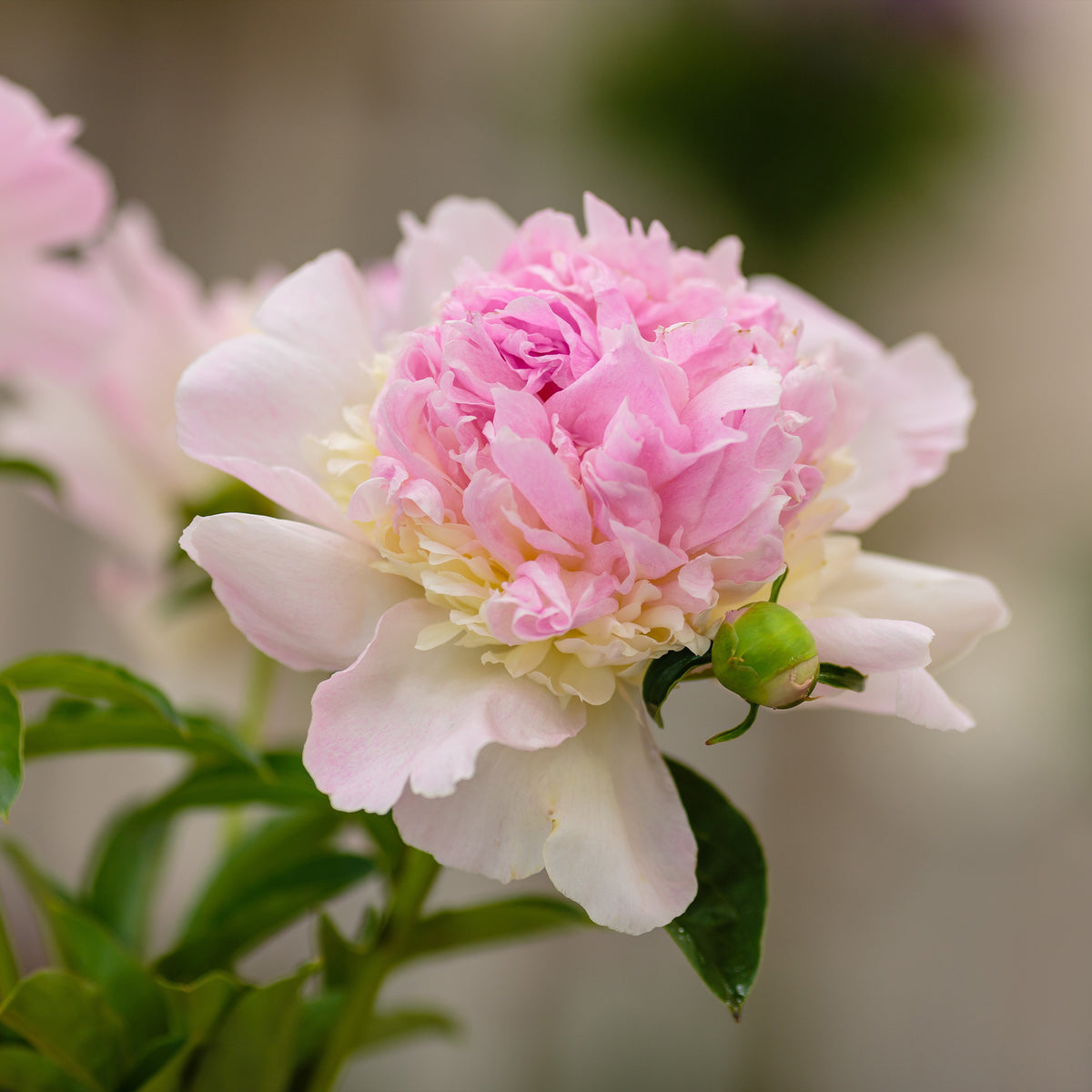 Pivoine Raspberry Sundae - Bakker