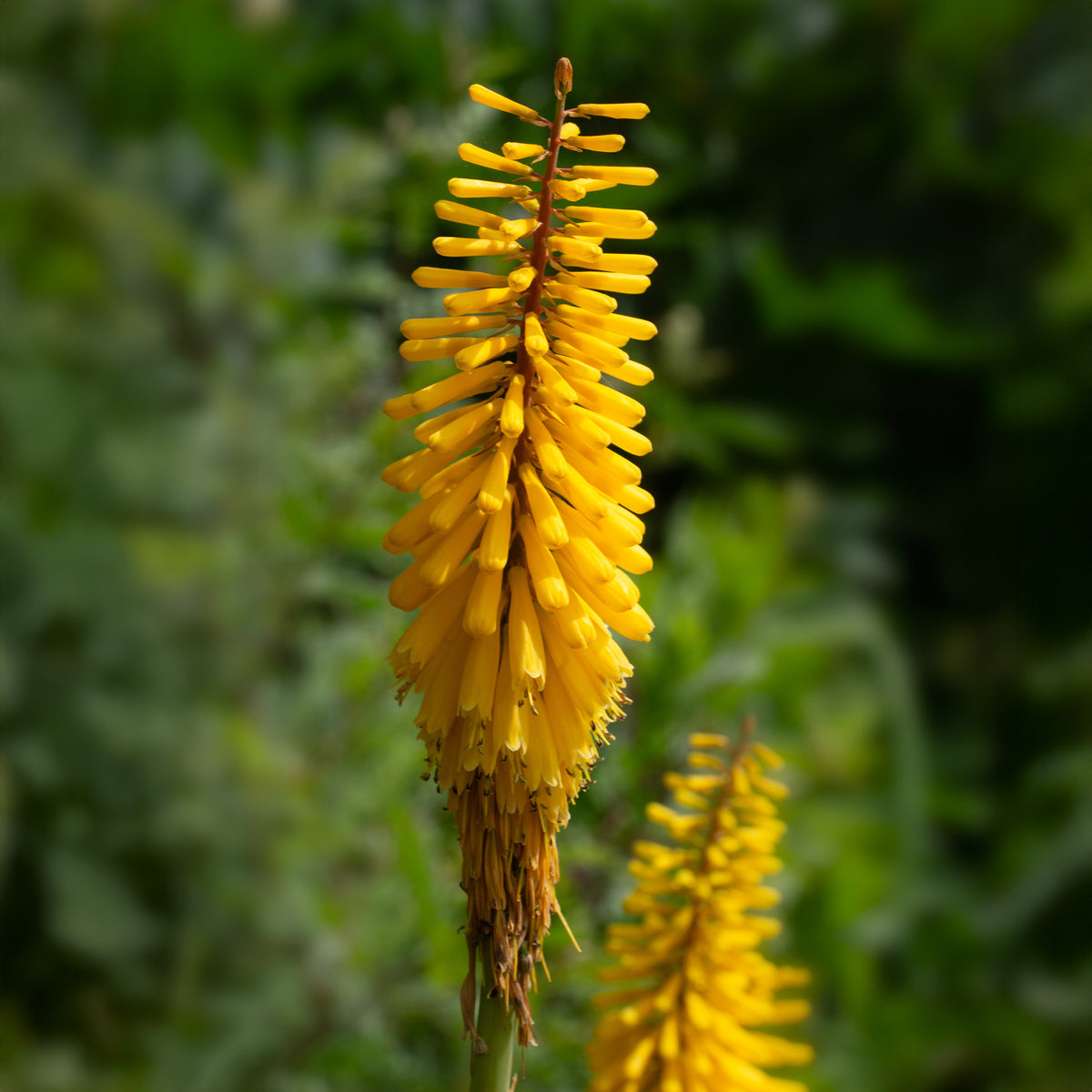 3 Tritomas jaunes - Kniphofia Sunningdale Gold - Bakker