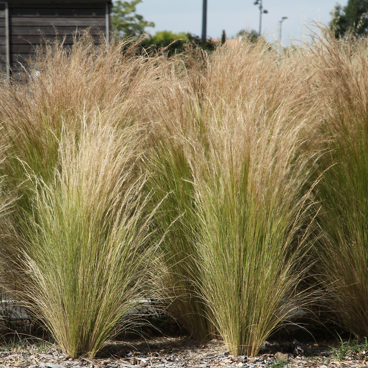 Stipa tenuissima - Cheveux d'Ange - Graminées