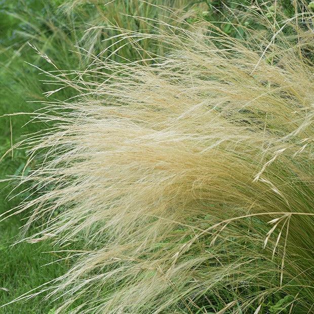 Graminées - Cheveux d'Ange - Stipa tenuissima