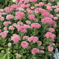Plantes vivaces - Sedum spectabile - Orpin d'automne - Sedum spectabile
