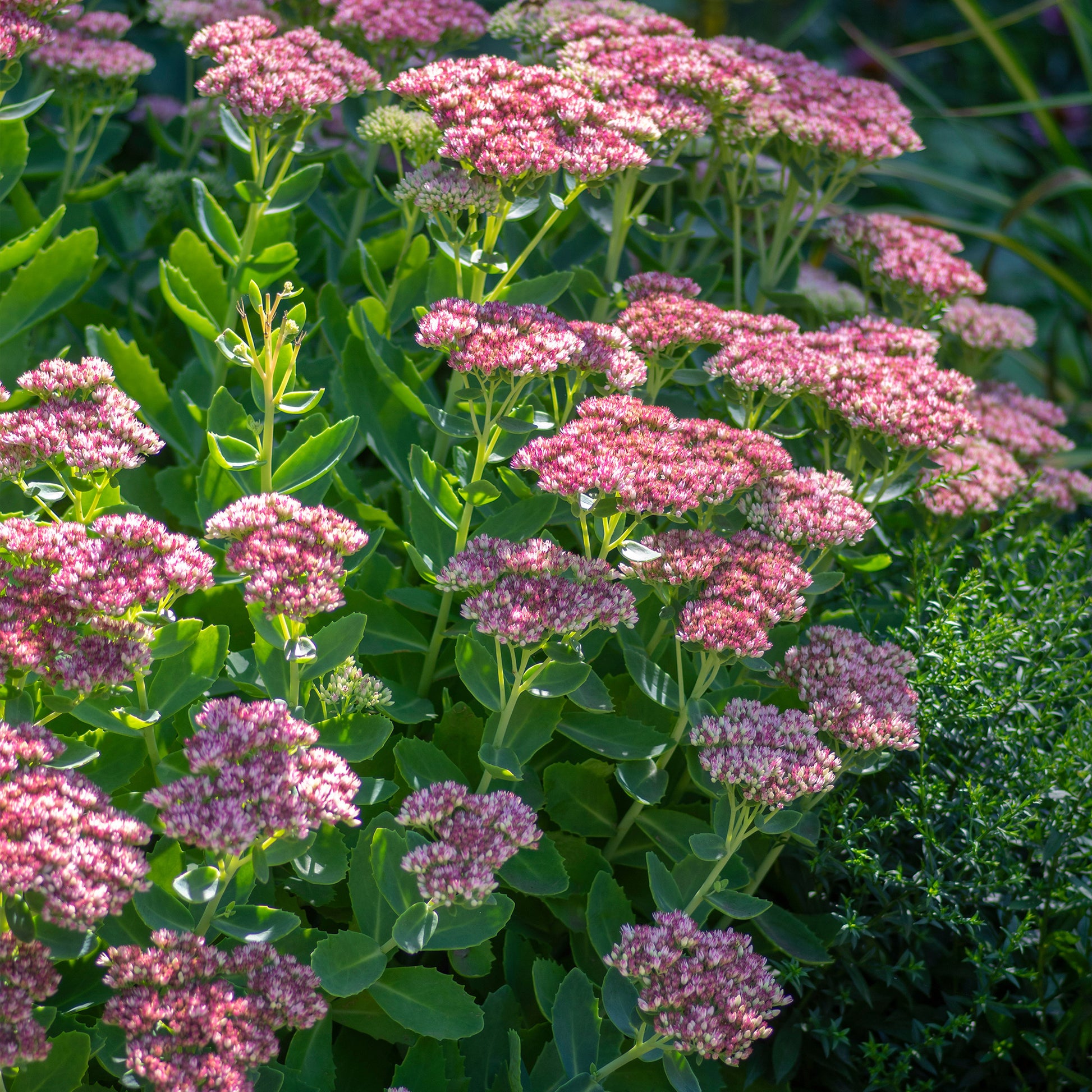 Sedum spectabile - Orpin d'automne - Bakker.com | France