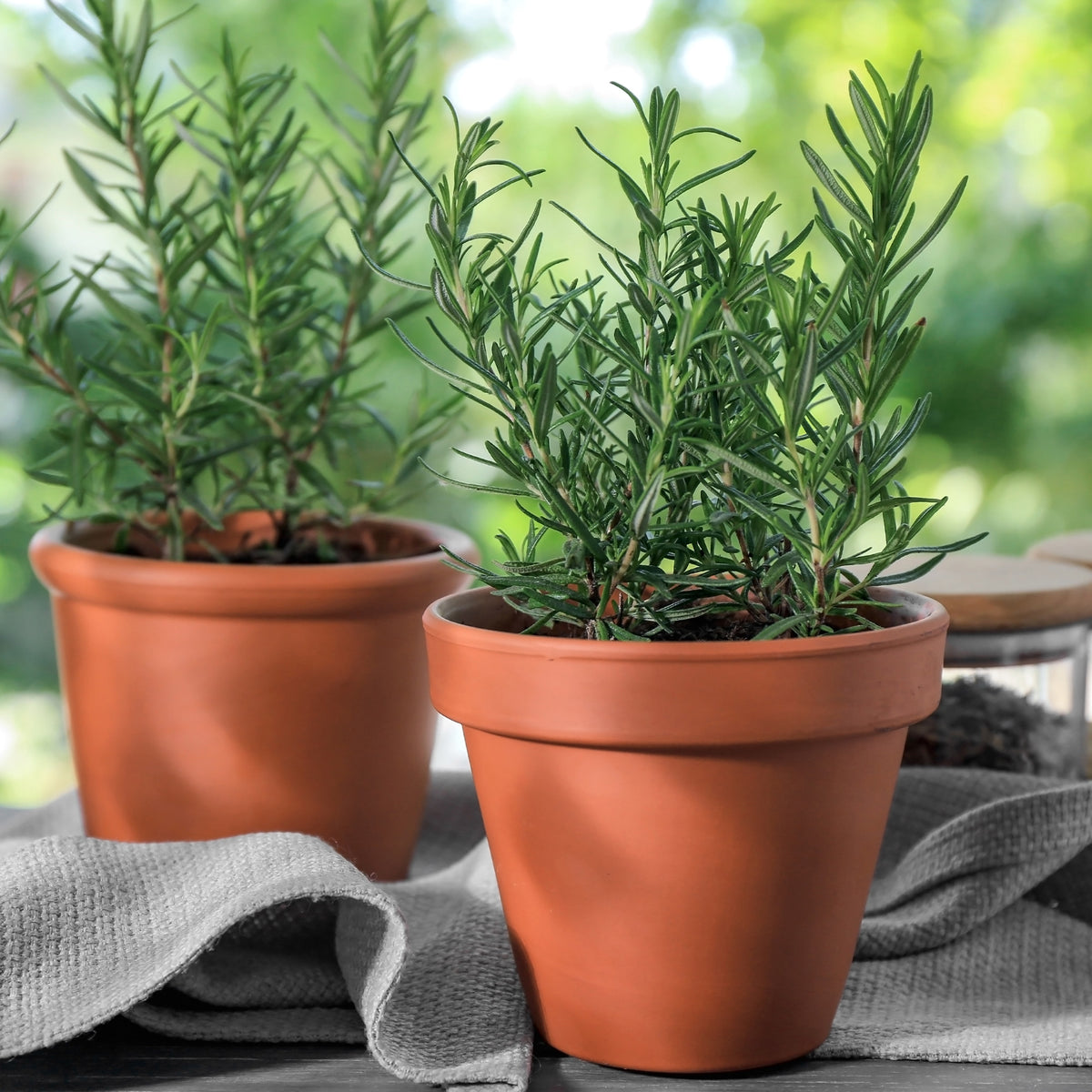 Plant Romarin - Rosmarinus officinalis - Bakker