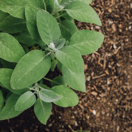 Plant Sauge officinale - Bakker