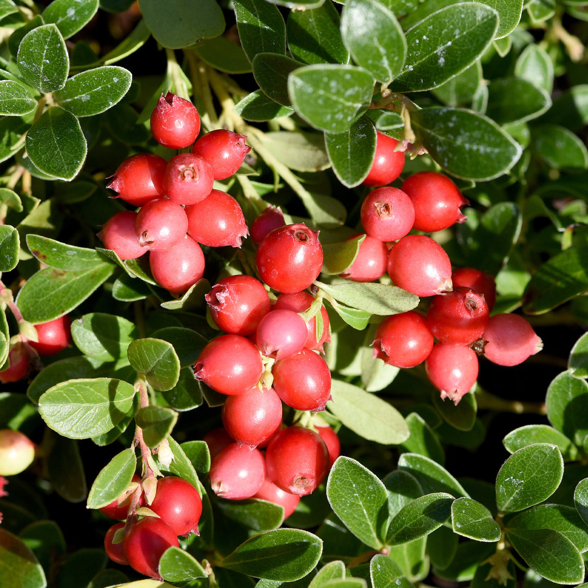 Myrtillers - Canneberge - Cranberry - Vaccinium macrocarpon