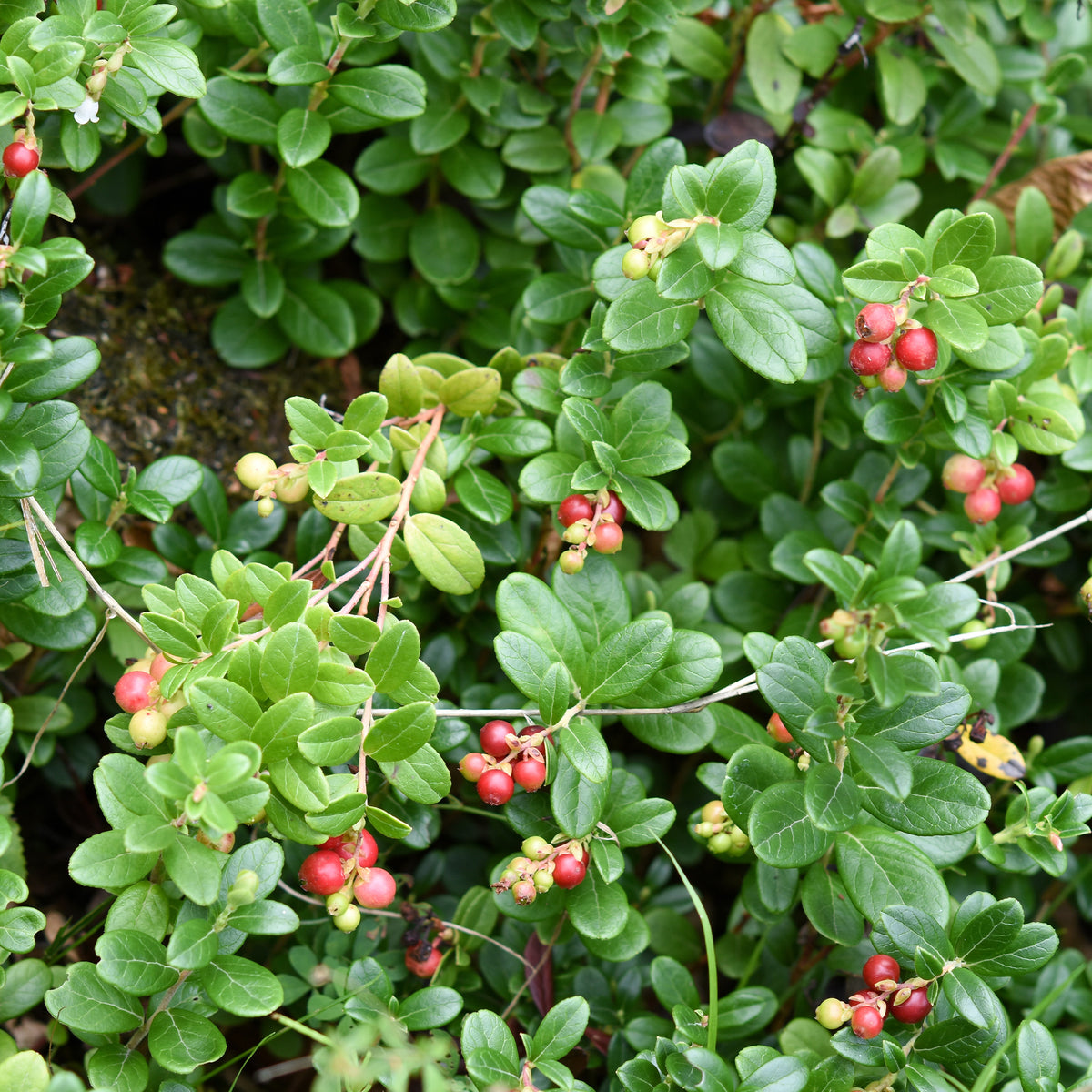 Vente Canneberge - Cranberry - Vaccinium macrocarpon