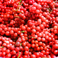 Autres arbres et arbustes fruitiers - Fruit de la vitalité - Schisandra chinensis