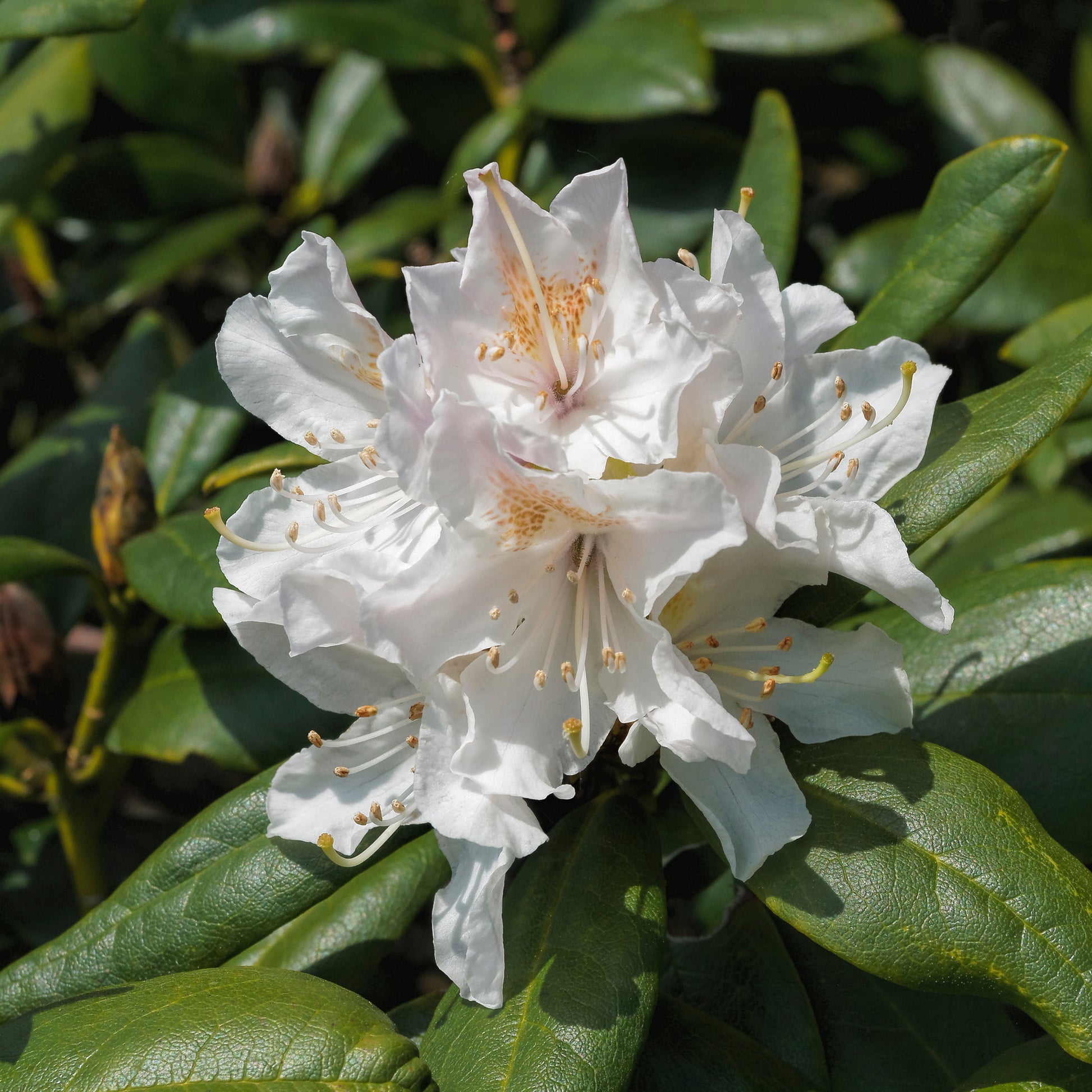 Rhododendron Cunningham's White - Bakker