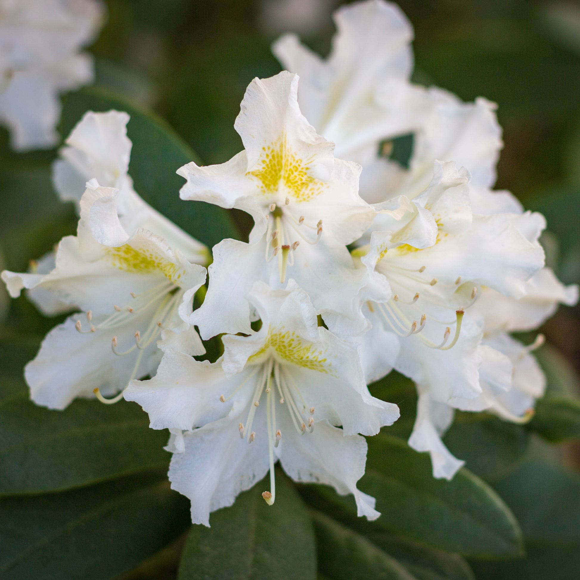 Vente Rhododendron Cunningham's White - Rhododendron Cunningham's White