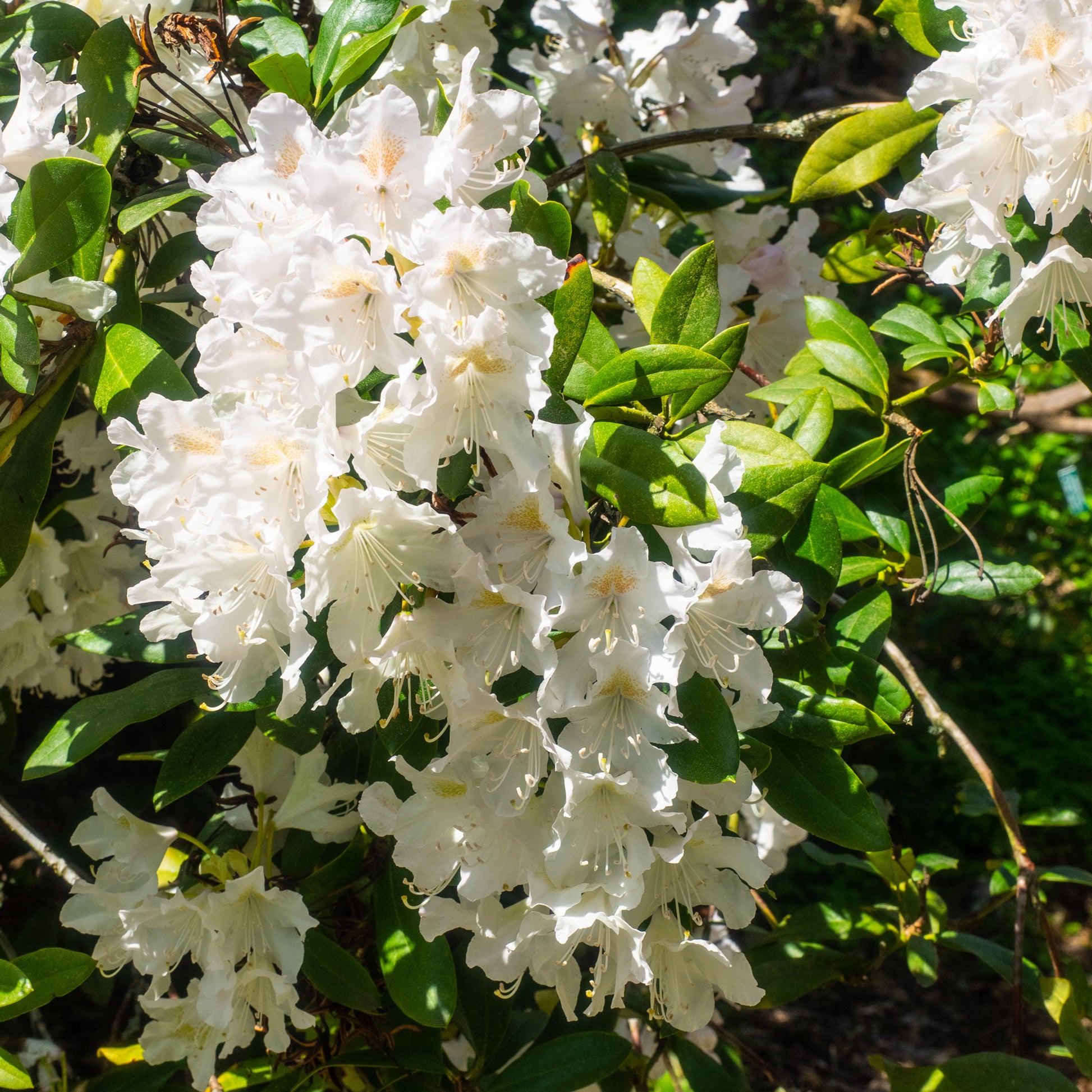 Rhododendron Cunningham's White - Rhododendron Cunningham's White - Rhododendron