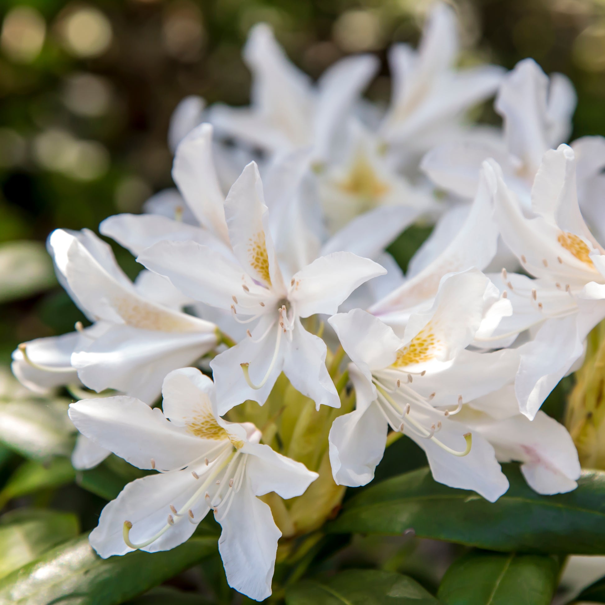 Rhododendron Cunningham's White - Rhododendron Cunningham's White - Bakker