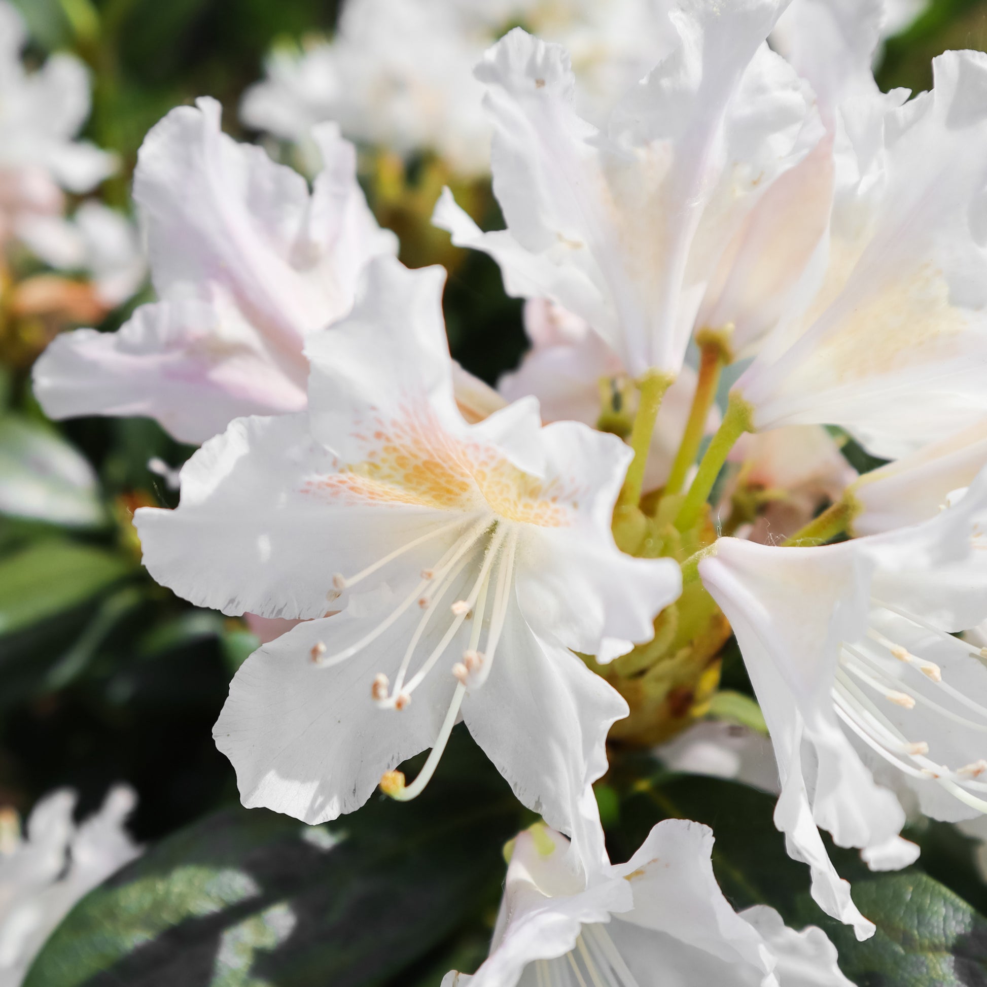 Rhododendron - Rhododendron Cunningham's White - Rhododendron Cunningham's White