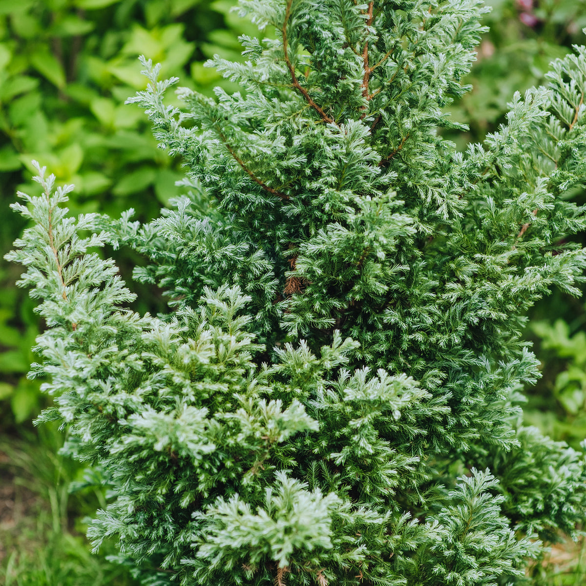 Collection de 5 conifères persistants - Chamaecyparis Boulevard, Ellwoodii, Thuja Rheingold, Pinus Mugo, Juniperus Wiltonii - Bakker