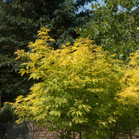 Sureau doré Sutherland Gold - Sambucus racemosa sutherland gold - Bakker