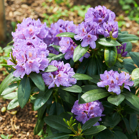 Rhododendron 'Catawbiense Grandiflorum' - Bakker