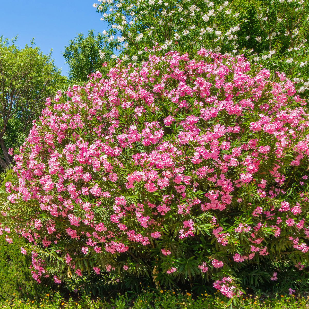 Nerium oleander - Laurier-rose - Laurier-rose